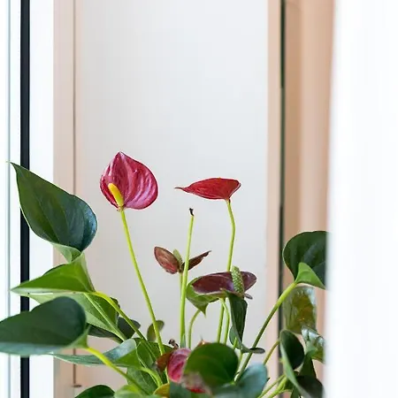 公寓 Alpha And Simba *