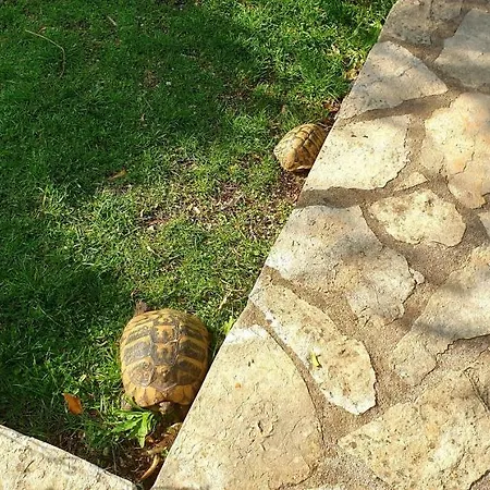 Alpha And Simba * Dubrownik