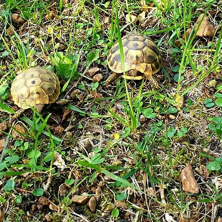 Alpha And Simba 公寓 杜布罗夫尼克