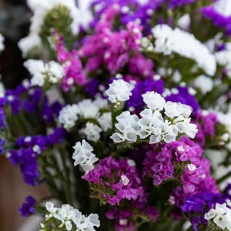 Alpha And Simba * 두브로브니크