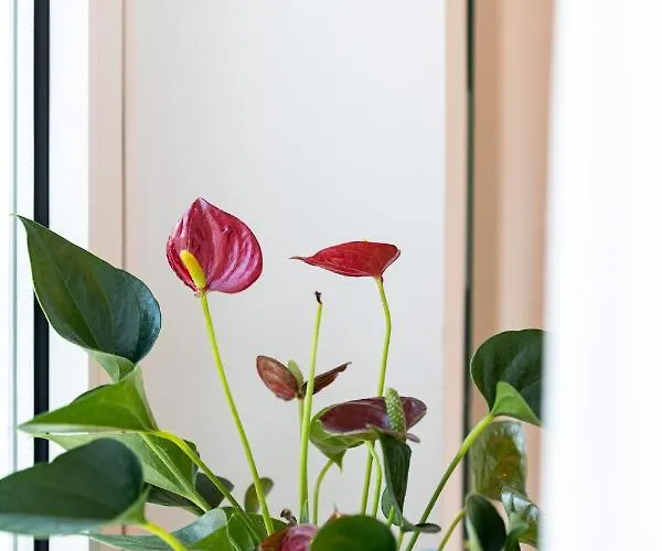 아파트 Alpha And Simba *