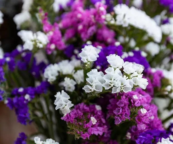 Alpha And Simba * 두브로브니크