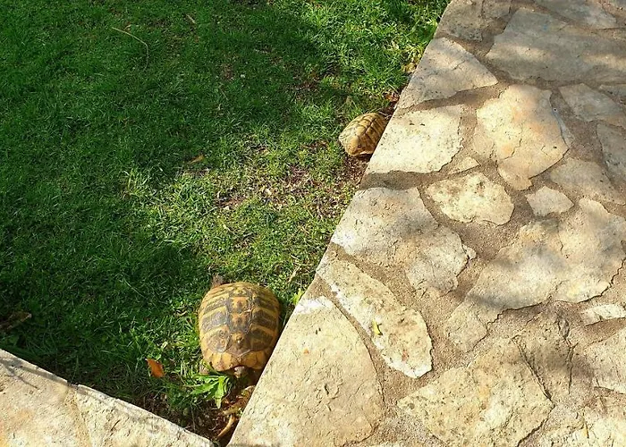 Alpha And Simba * 두브로브니크