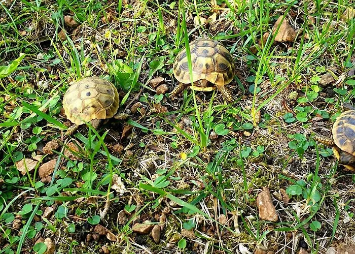 Alpha And Simba 아파트 두브로브니크